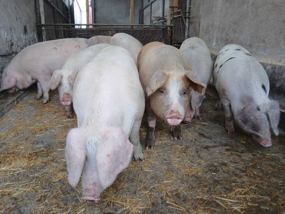 Продавам добре гледани БИО прасета