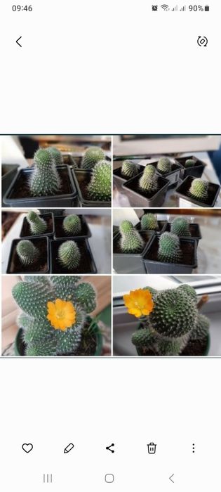 Продам кактусят ..