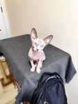 Pui Sphynx Canadian disponibil  baiat