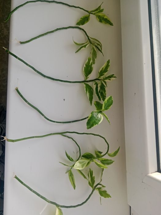 Отростки педилантуса,  хлорофитума