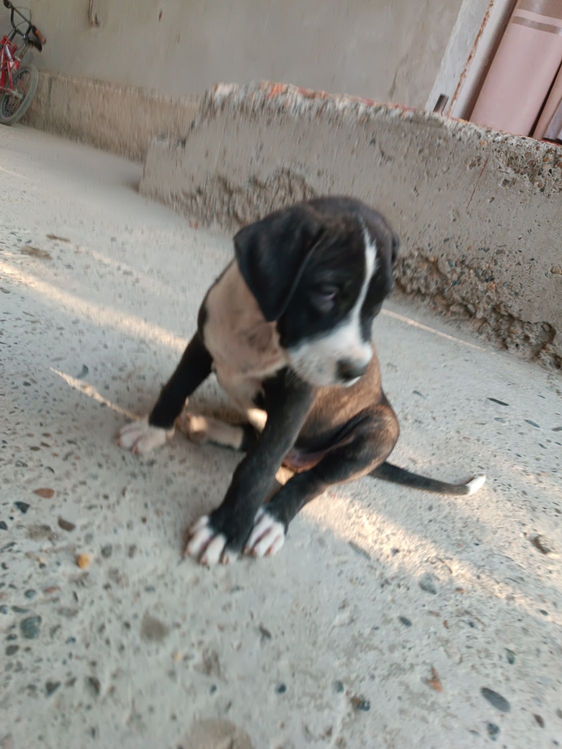 Pitbull kuchuklar ayol va erkak 2 oylik