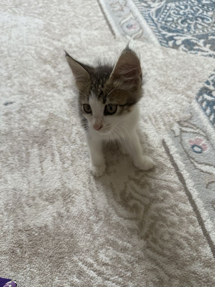 Кошкаа……………………….