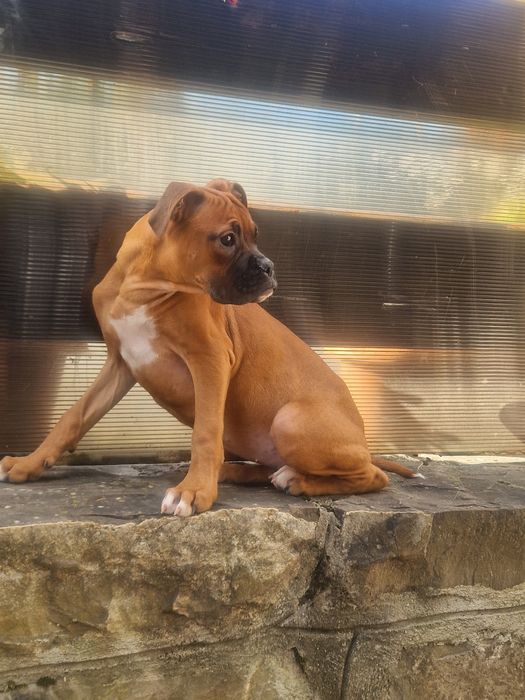 Pui Boxer german...