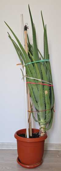 Planta Aloe Vera de 1 m
