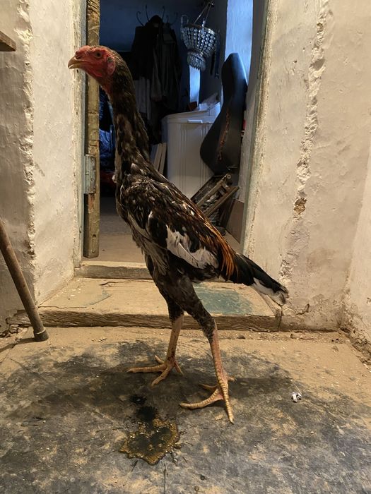 Дакан июнски жоже ашылмаган