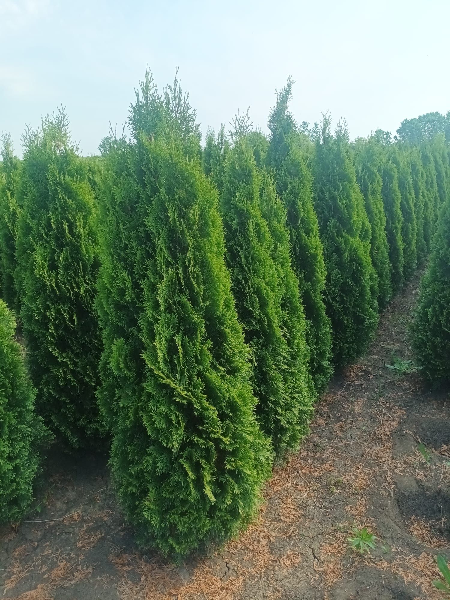 Vând tuia thuja smaragd occidentalis