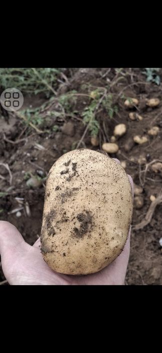 Vând cartofi calitatea superioară, calibru 60+