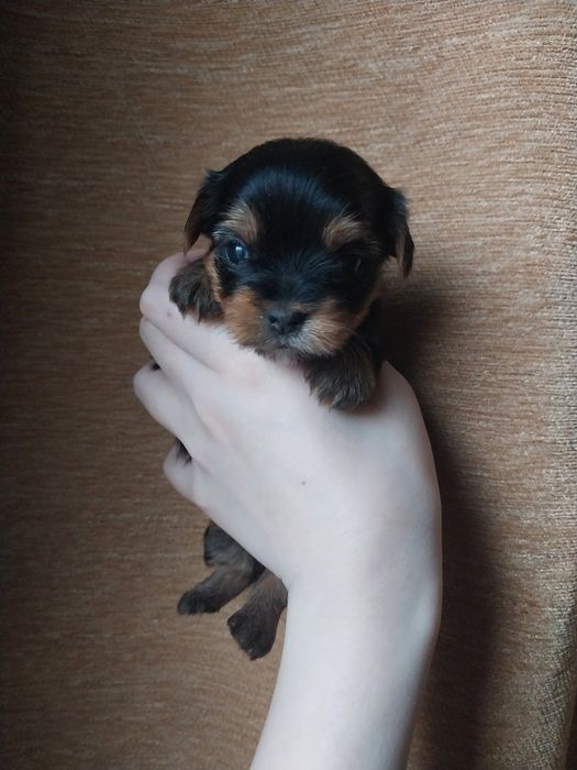 Девочки и мальчики йоркширского терьера