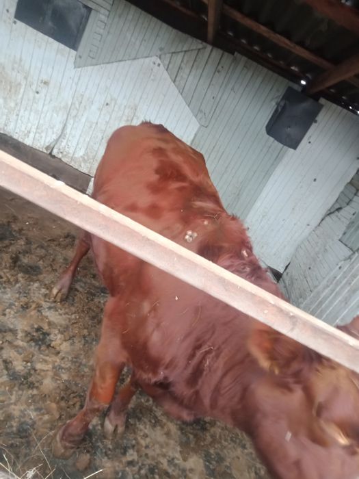 Продам нетель 3 летка