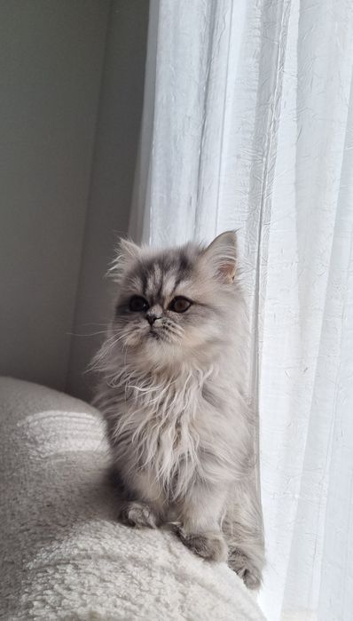 Малки персийски котенца
