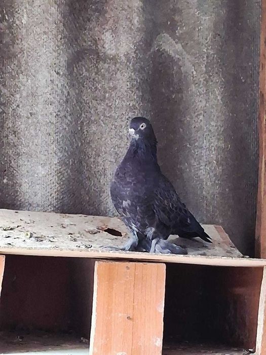 Голуби    прадам