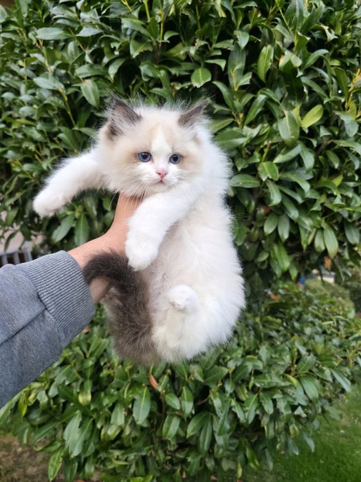 РАГДОЛ/РЕГДОЛ/REGDOL На три месеца женски и мъжки с родословие