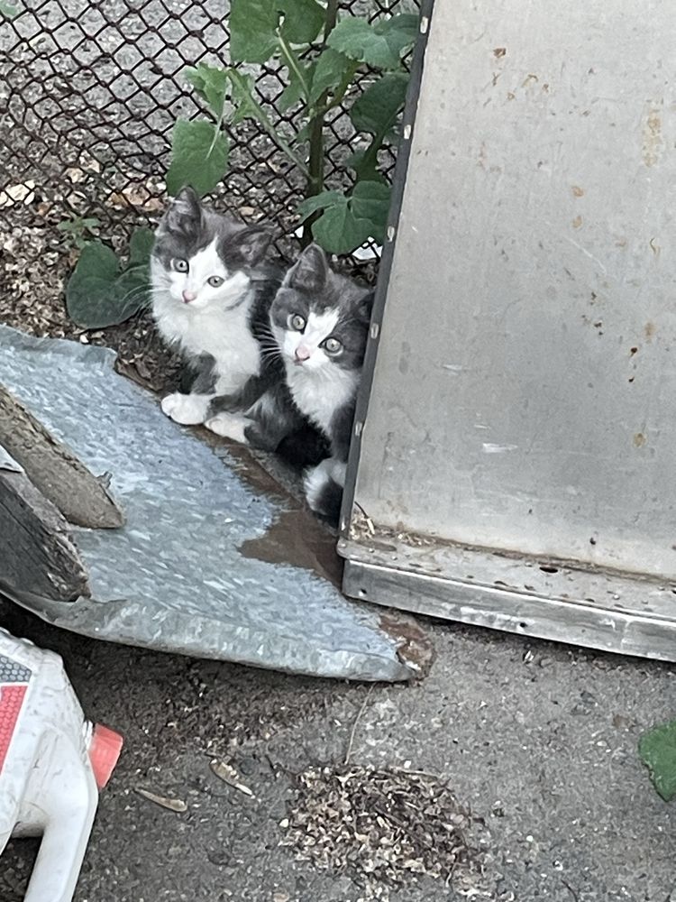 Котята ищут дом !
