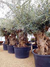 Maslin secular ( batran, gros ) Olea europaea,plante exotice, palmieri