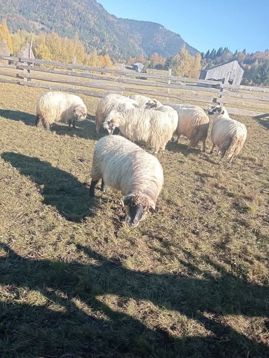 De vânzare 11 oi bune