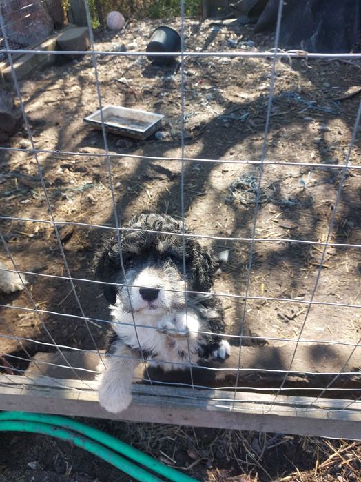 Femela Lagotto 2 luni