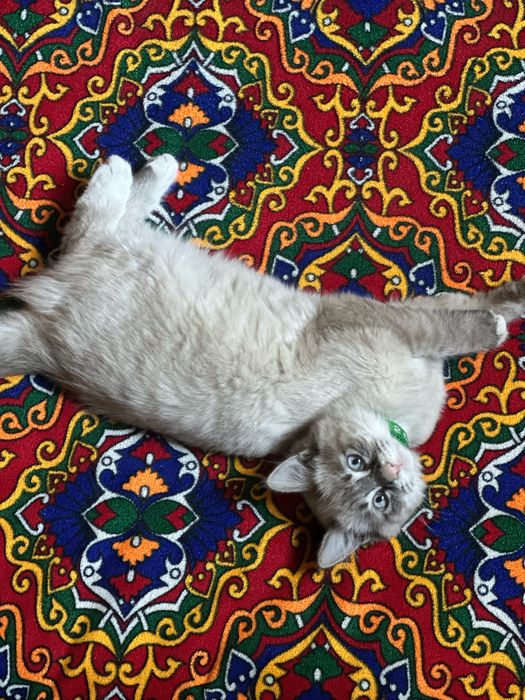 Mushuk yoʻqolgon urganchda topganla gorganla bosa yardamlawbarsa priz