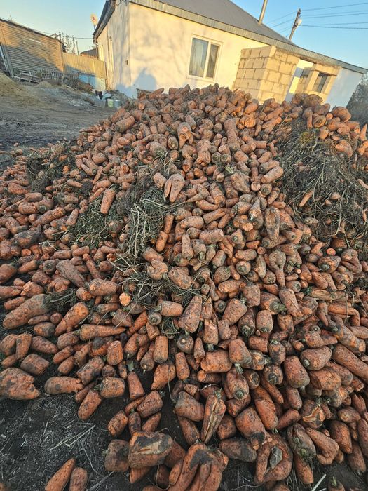 Продам кормовую марковь
