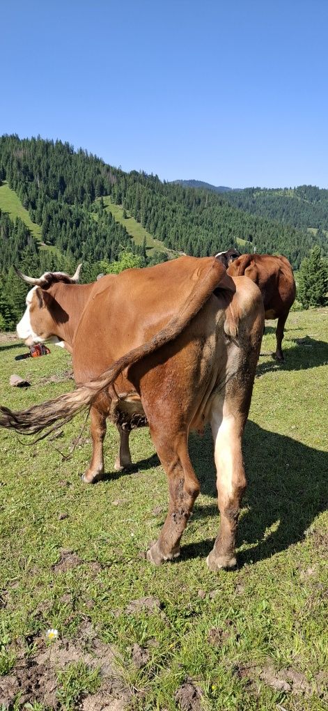 Vând vacă bună de lapte