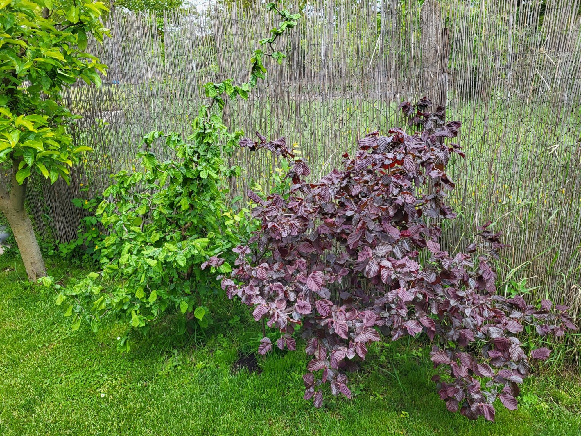 Vând Alun Cret(Cârlionțat), Roșu și Verde