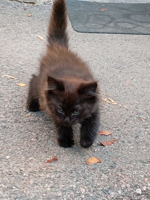 Роскошная кошка в самые заботливые руки