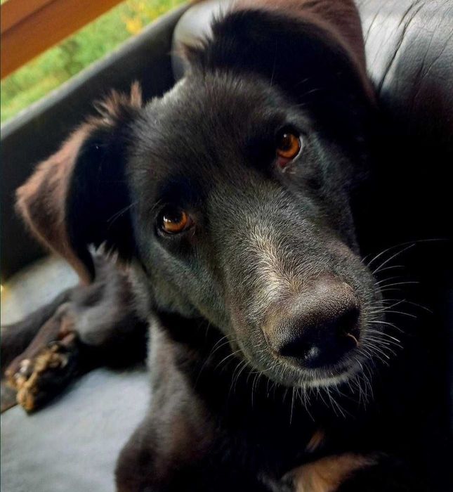 Adoptie catel sase luni