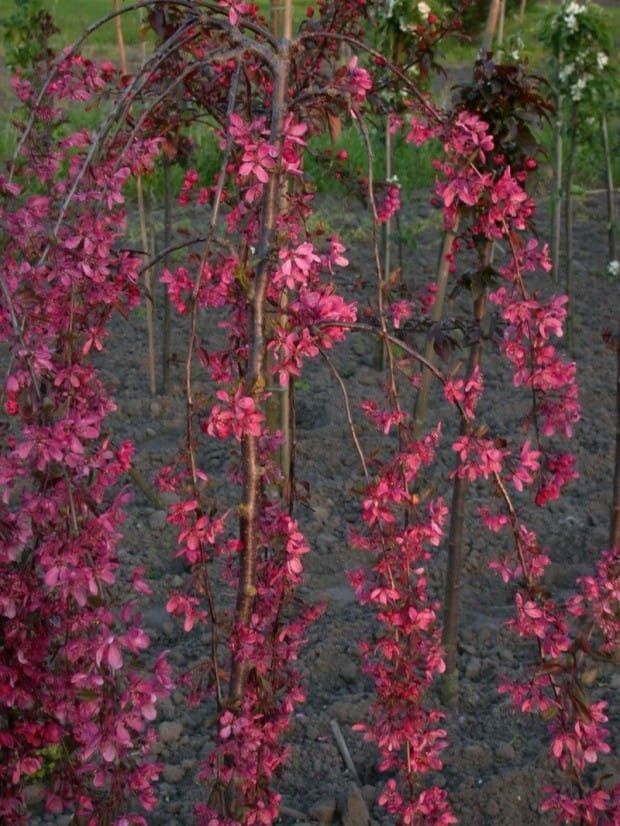 Плачеща ябълка royal beauty 160cm в саксия
