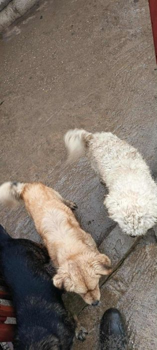 Dau spre adopție căței