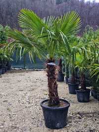 Plante exotice ornamentale exterior si interior Palmieri,maslini yucca