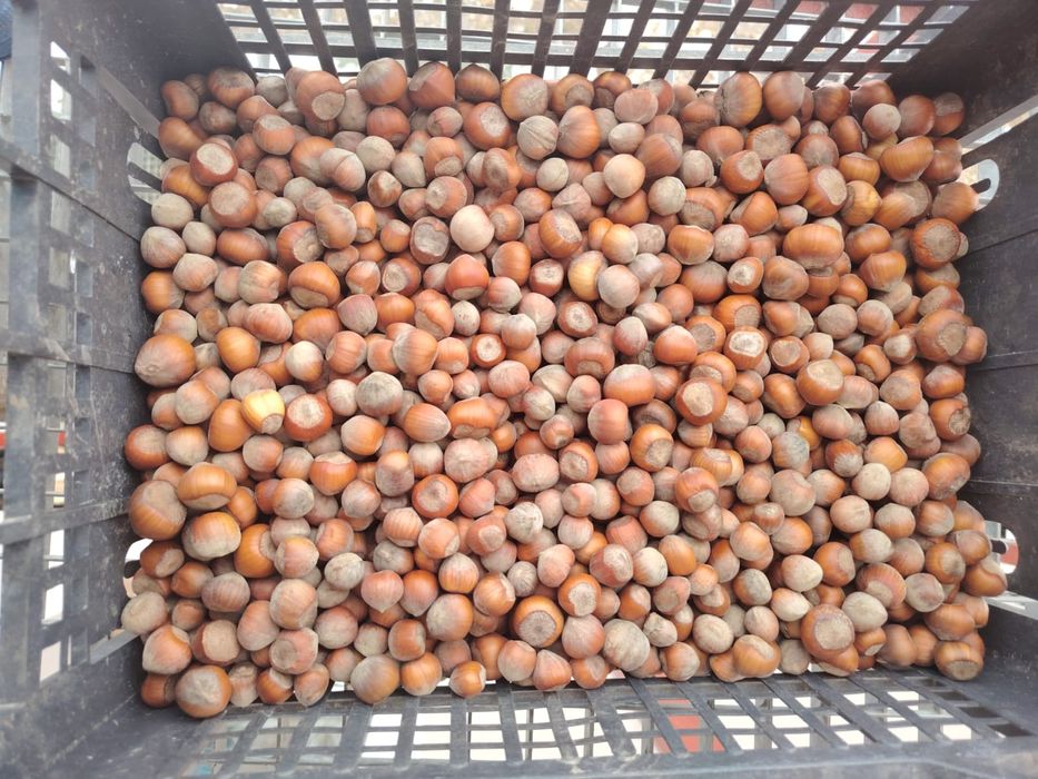 alune de padure naturale