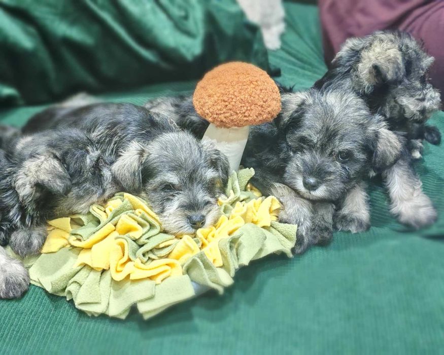 Мини шнауцер (цвергшнауцер)