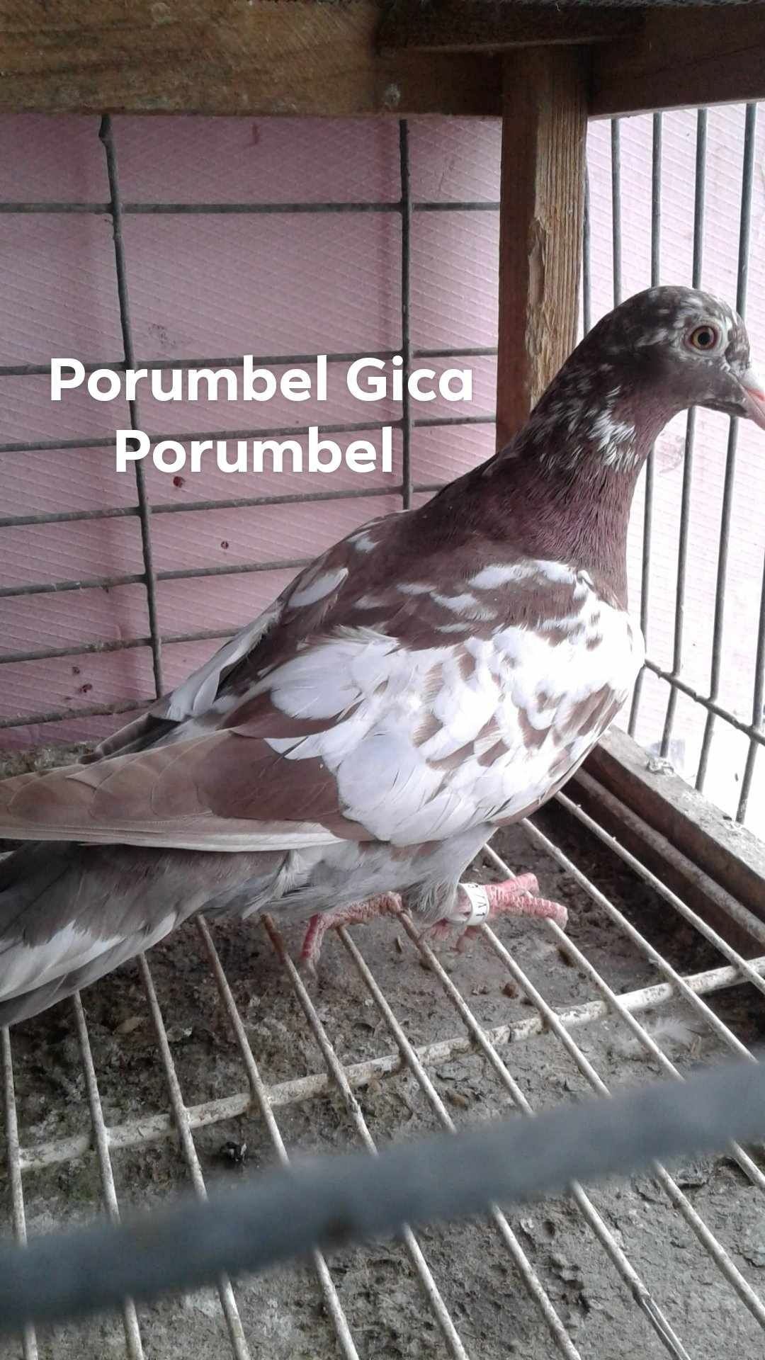 Vănd porumbei voiajori meulemans pe roșu și pe galben.