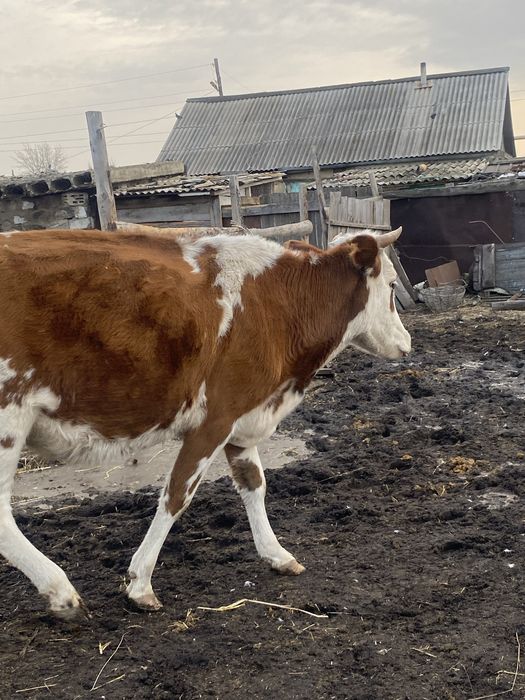Продам корову со вторым отелом.спокойнай,.Находится станция Тобол.
