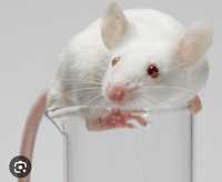 Белые лабораторные мышки