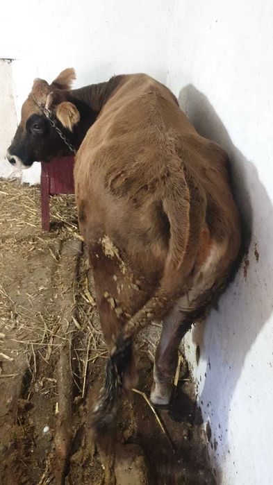 Сыиыр сатамын семіз