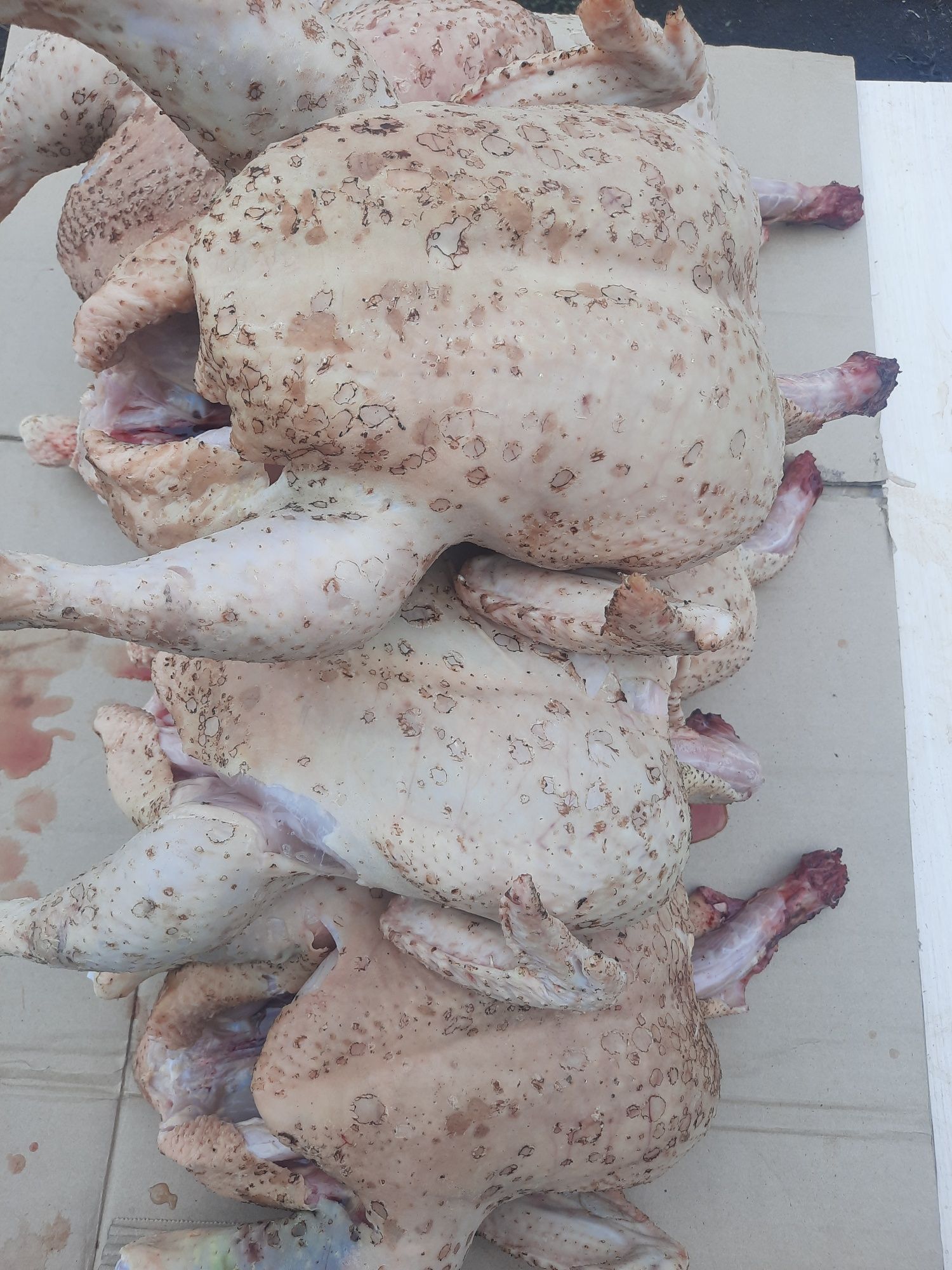 Мясо домашнего бройлера.
