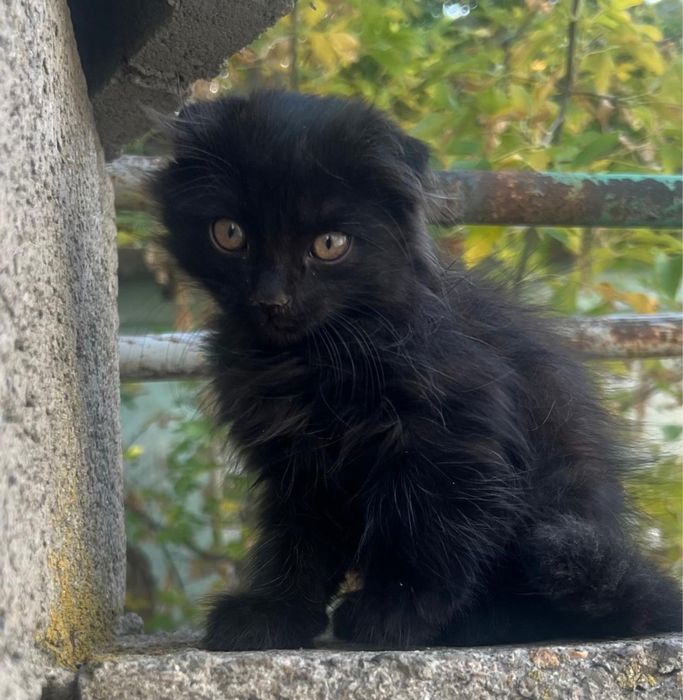 Котята в добрые руки.