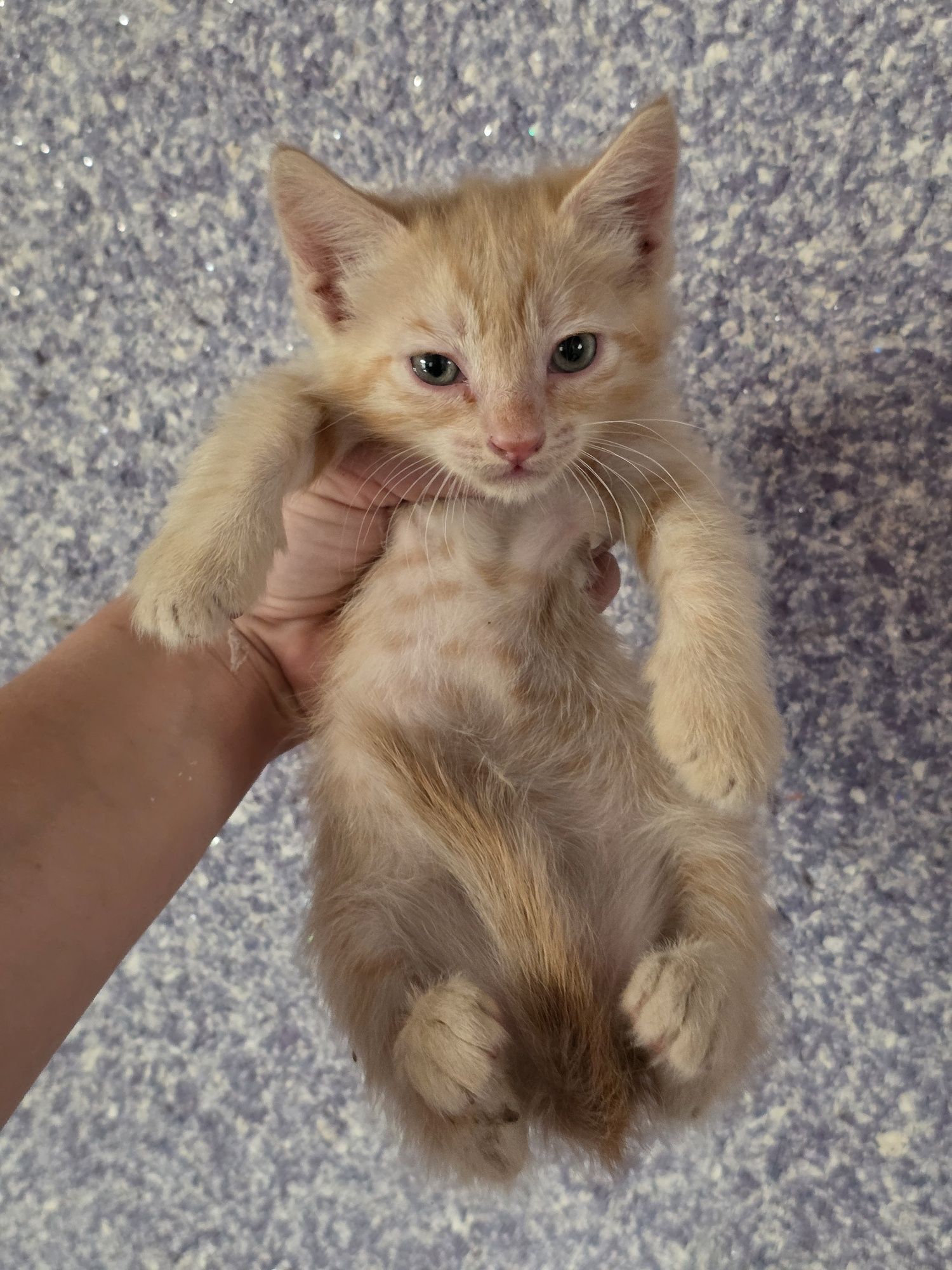 Срочно! ОТДАЁЮТСЯ котята в доброе руки!