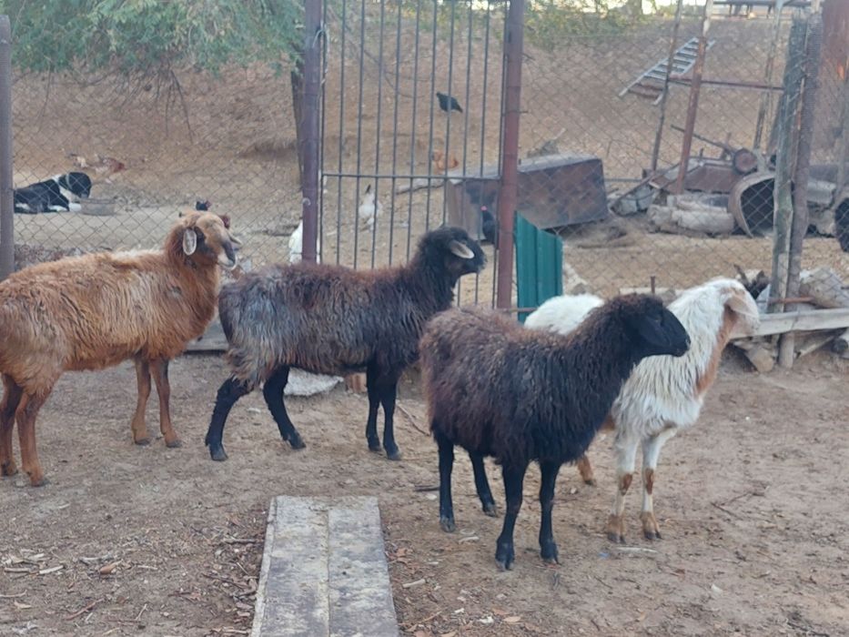 Саулық қойлар сатылады