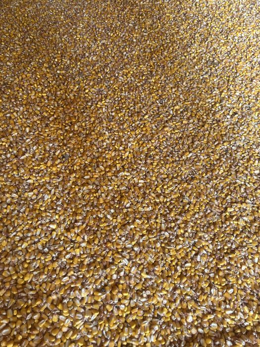 Vand porumb uscat 2025