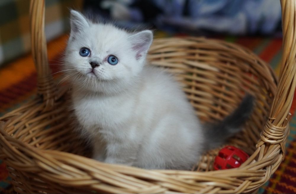 Шотландские котята_