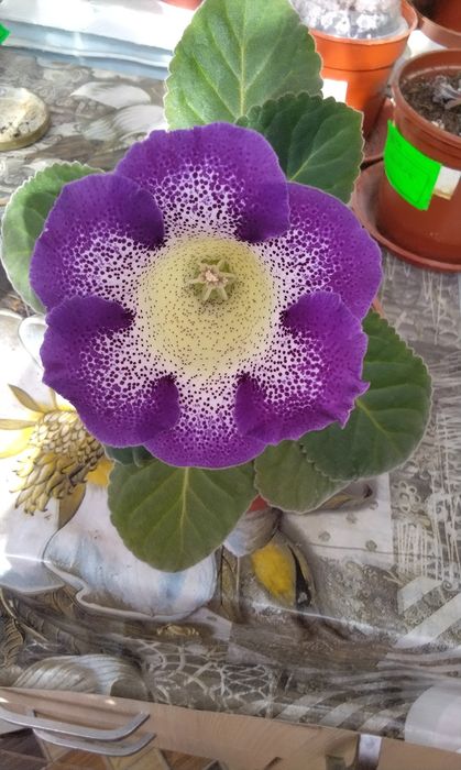 Продаются наборы Глоксиний