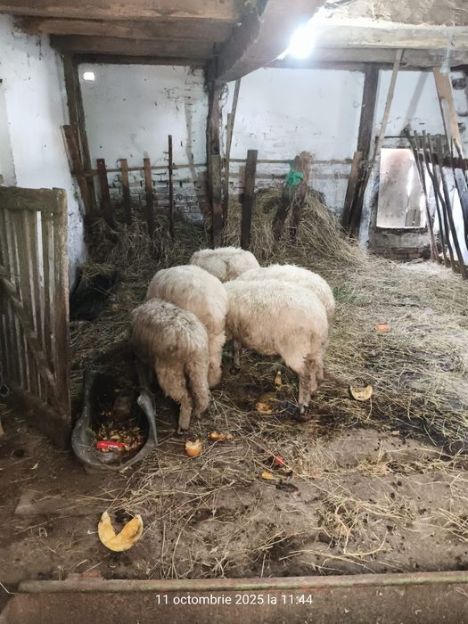 oi de vanzare urgent