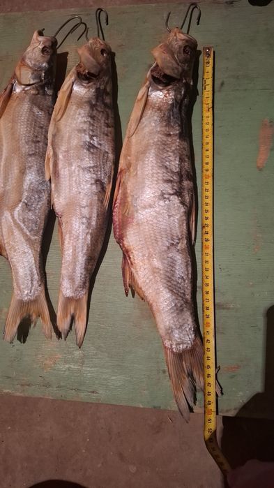 Кепкен жерих(сыла),рыбец, табан