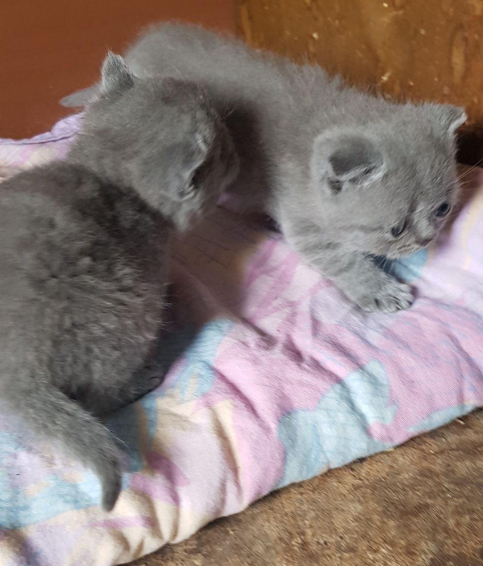 Британски котета