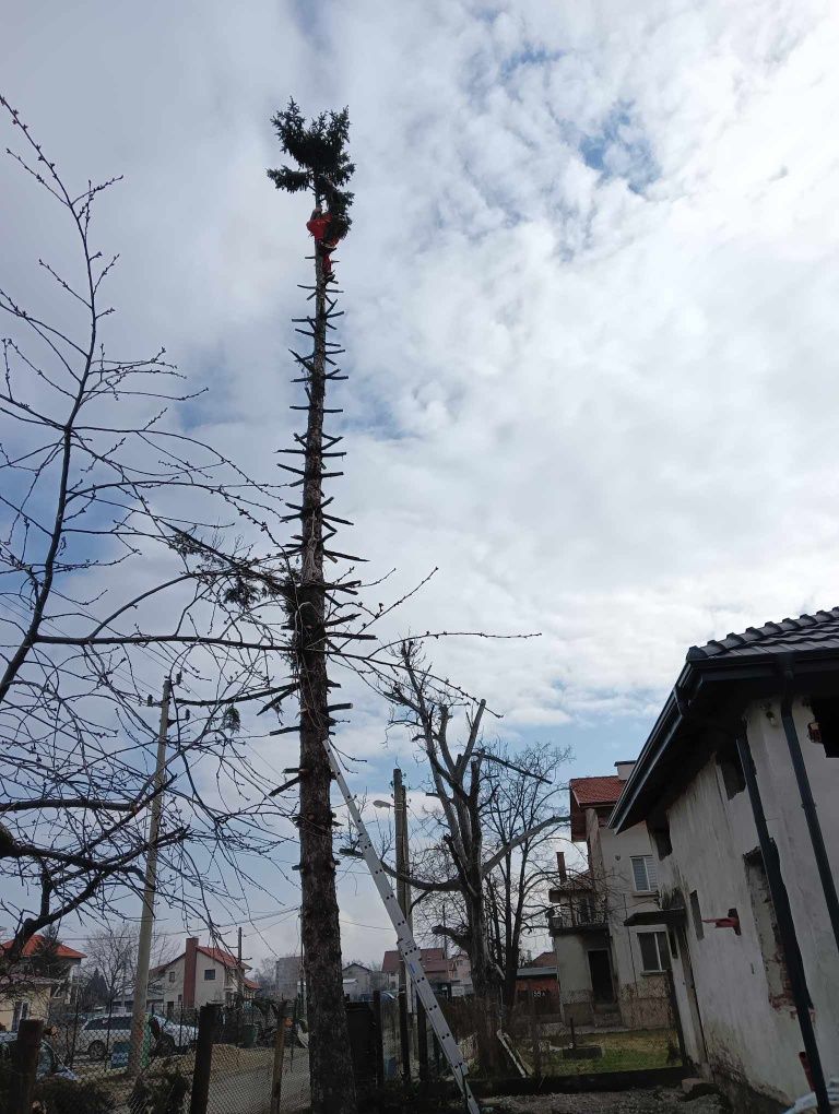 Рязане на опасни дървета арбористи алпинисти кастрене премахване