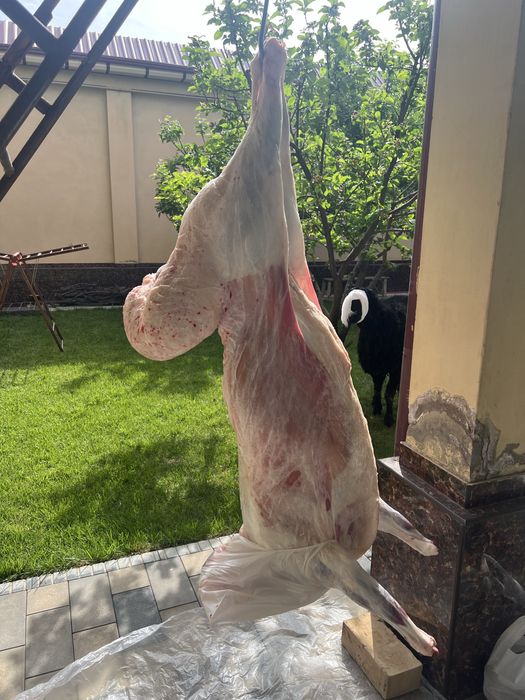 Эҳсон ва маросимлар учун қўйлар, қассоб хизмати