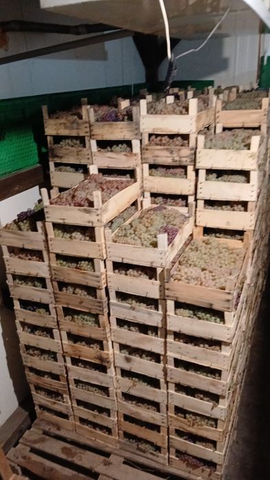 Ceasla, Striguri de masa, Camera frigorifica, Panciu, Vrancea, direct