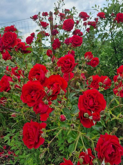 Teren 837 mp în Focșanei, Buzău – locul unde poți construi ACASĂ