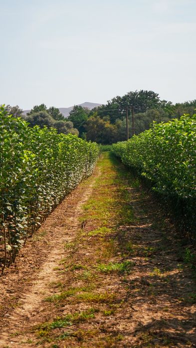 Vând pomi fructiferi categoria 1
